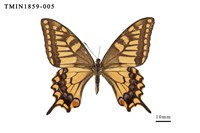 藏品(黃鳳蝶)的圖片